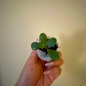 Jade plant
